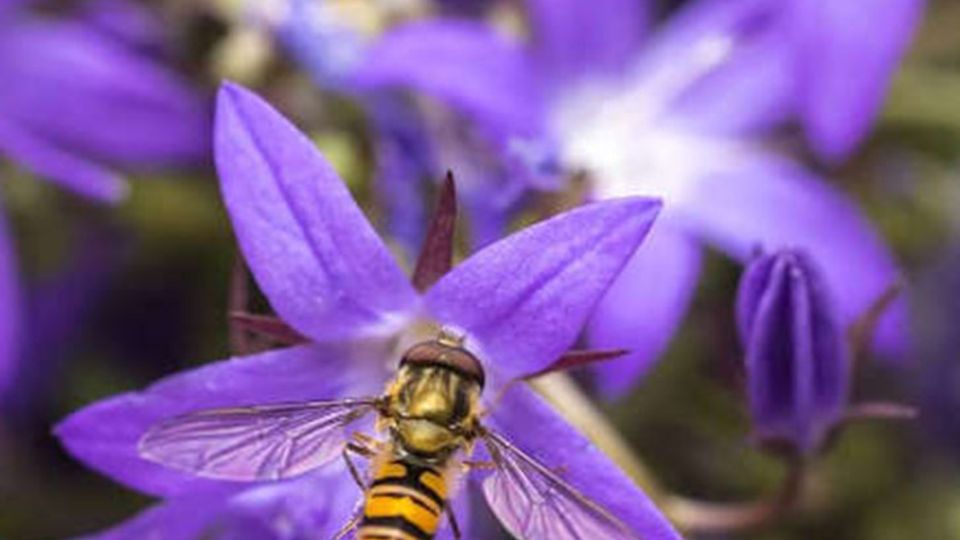Insekten