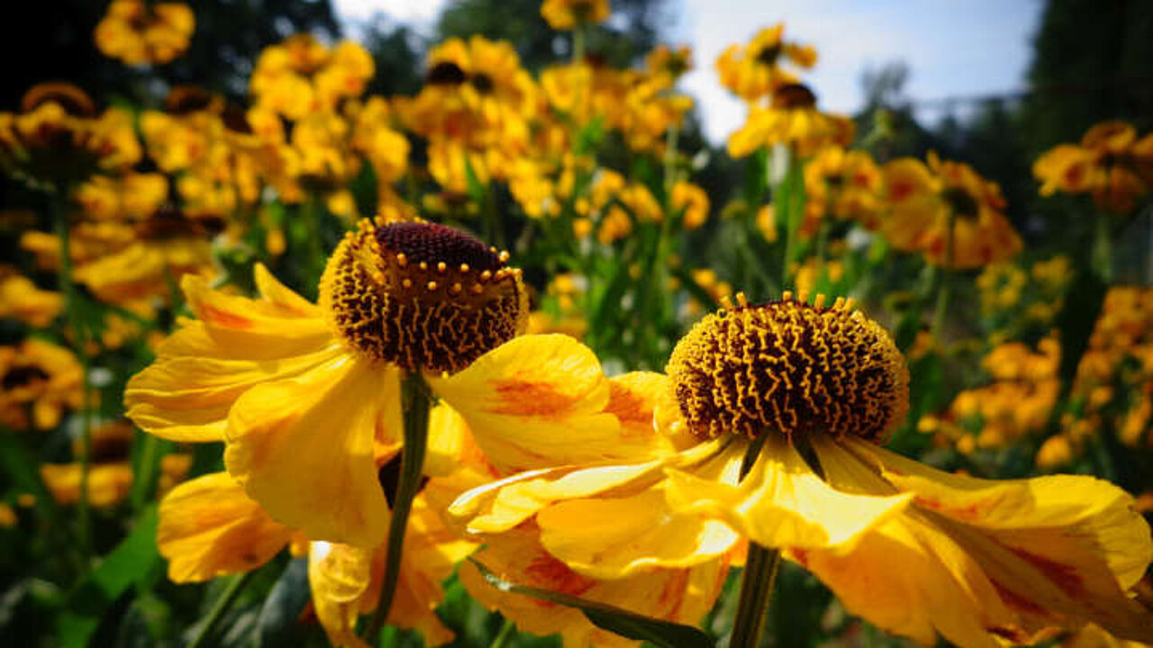 Helenium