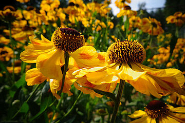 Helenium