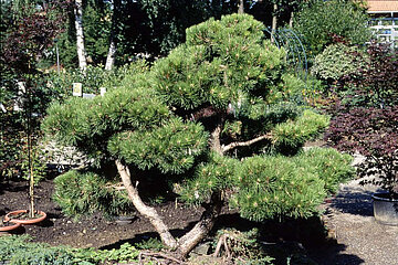 Image-17203