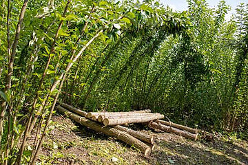 städtischer Wald