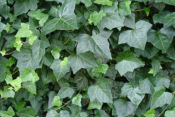 Efeu Hedera helix "Wörner" Efeu Hedera helix "Wörner"