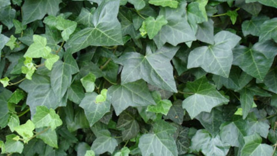 Efeu Hedera helix "Wörner" Efeu Hedera helix "Wörner"