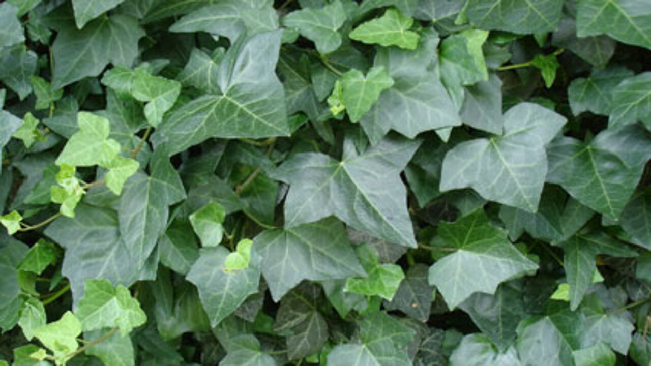 Efeu Hedera helix "Wörner" Efeu Hedera helix "Wörner"