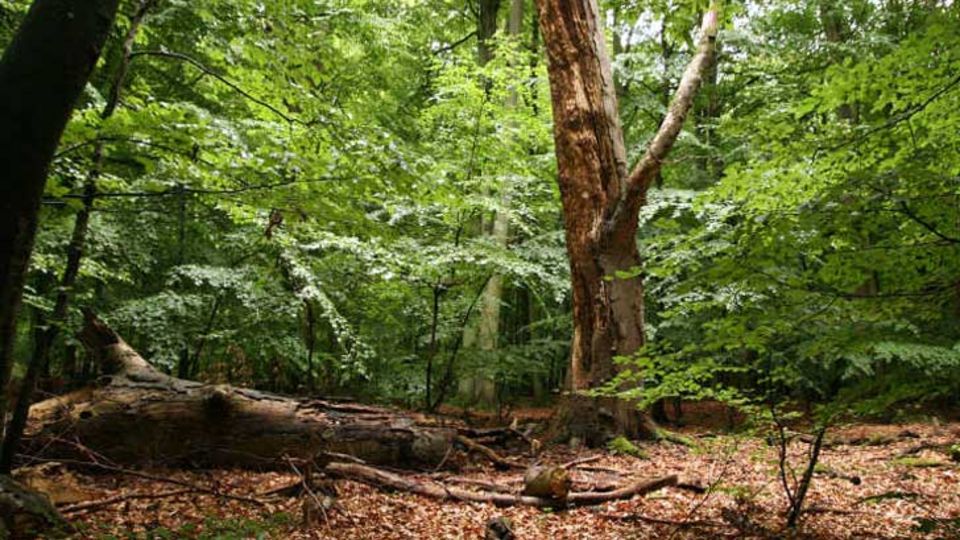 Woldeforst