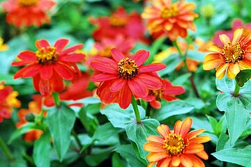 Balkonblumen