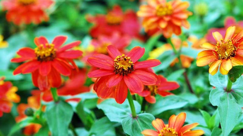Balkonblumen