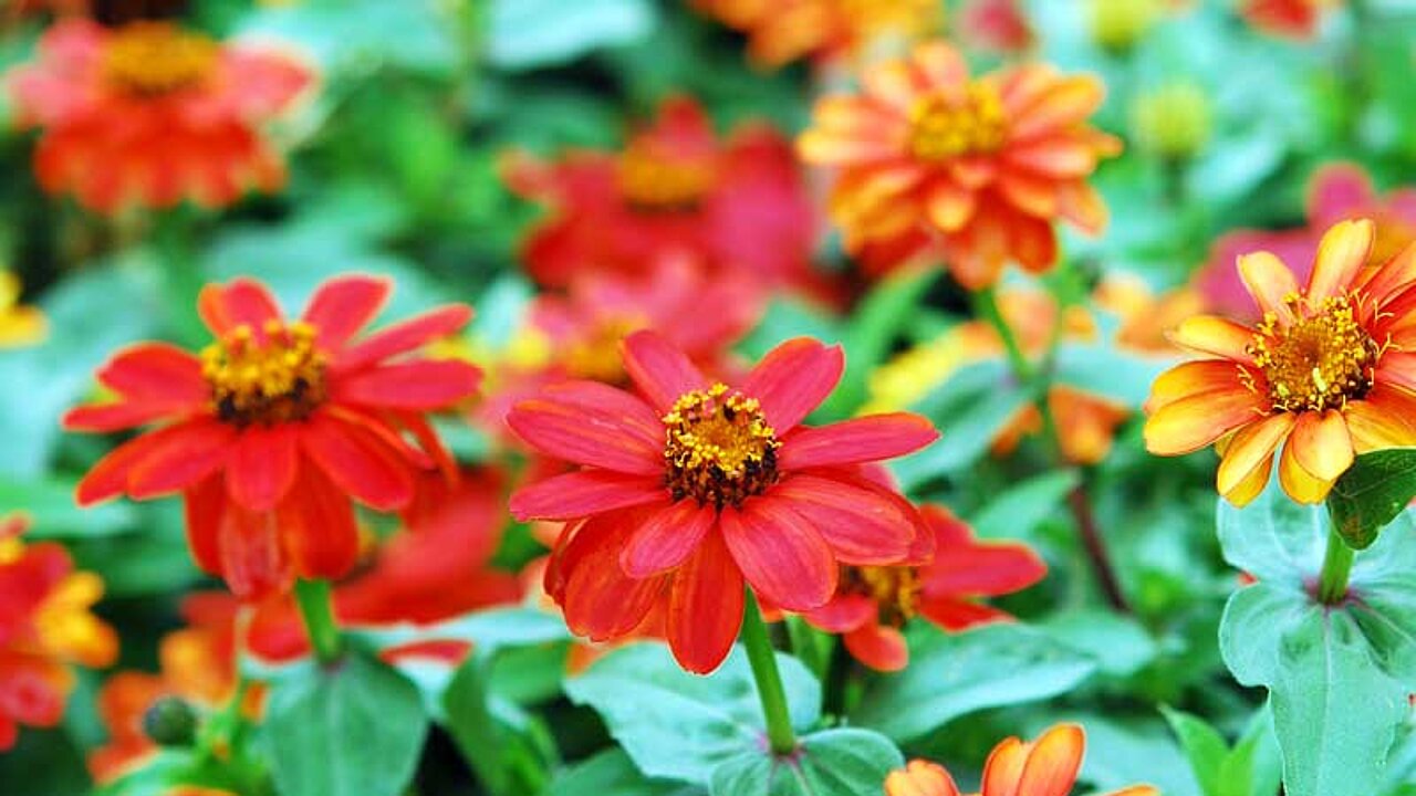 Balkonblumen