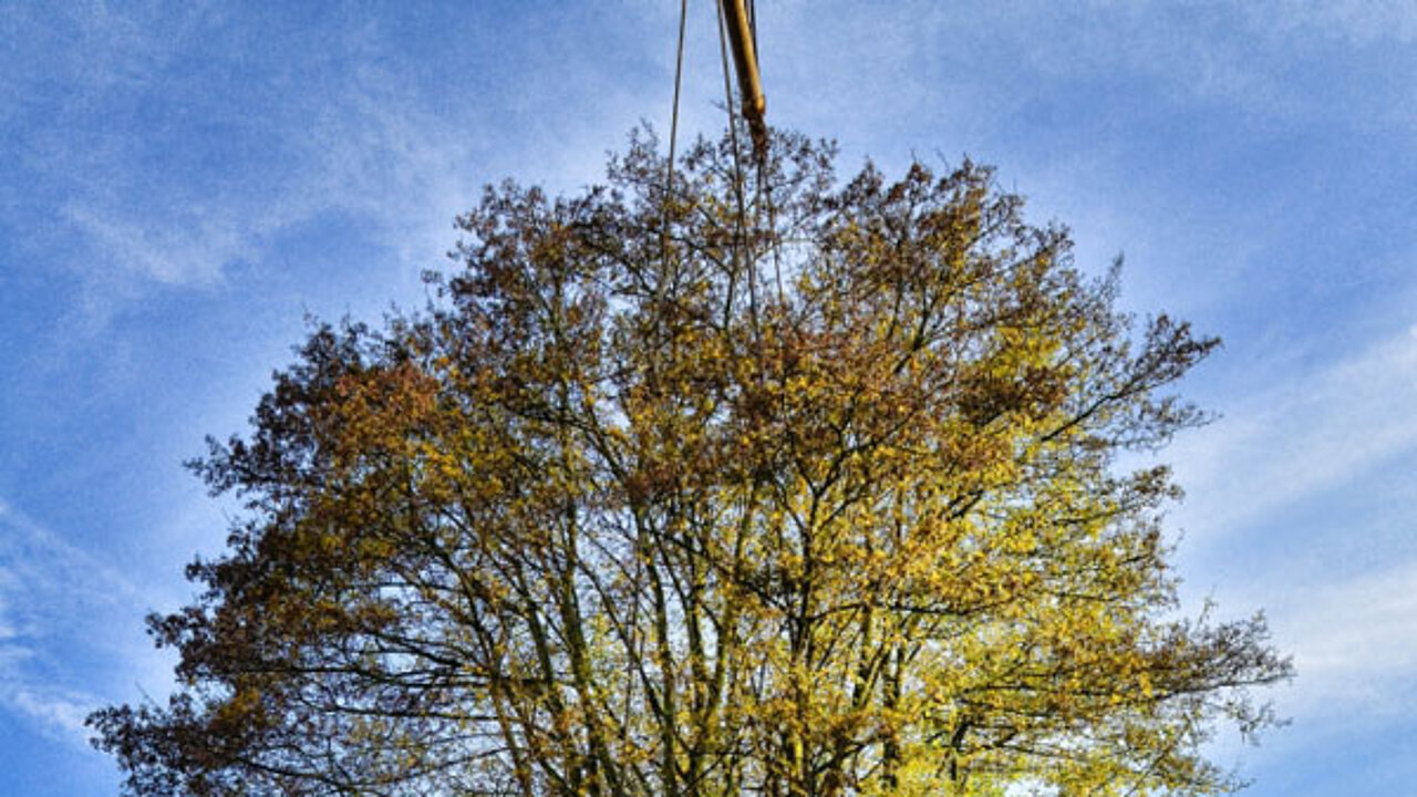 Baum in der Luft