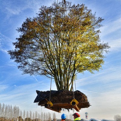 Baum in der Luft