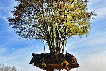 Baum in der Luft