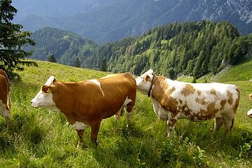 Kühe auf Weide