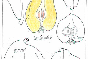 Die Langfrüchtige Die Langfrüchtige