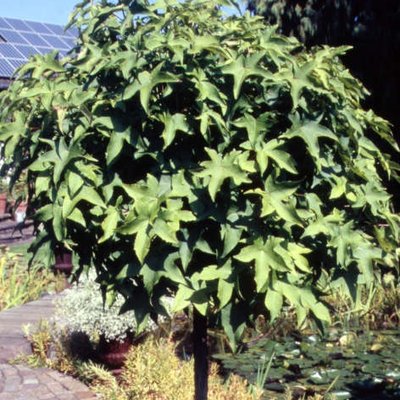 Kugelamberbaum