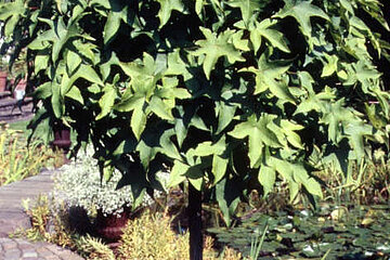 Kugelamberbaum