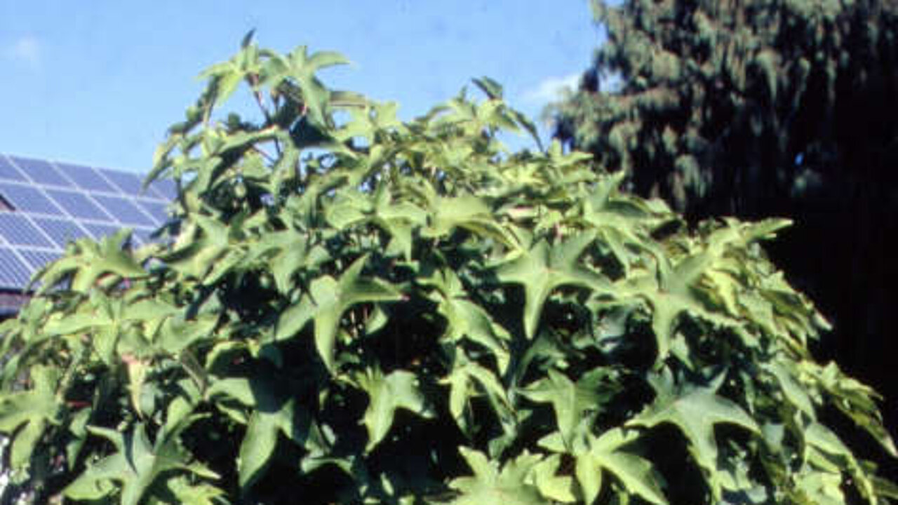 Kugelamberbaum