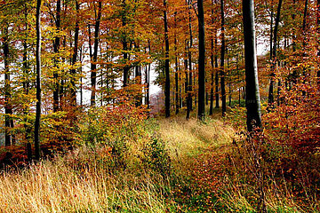 Mischwald