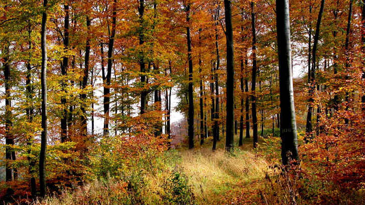 Mischwald