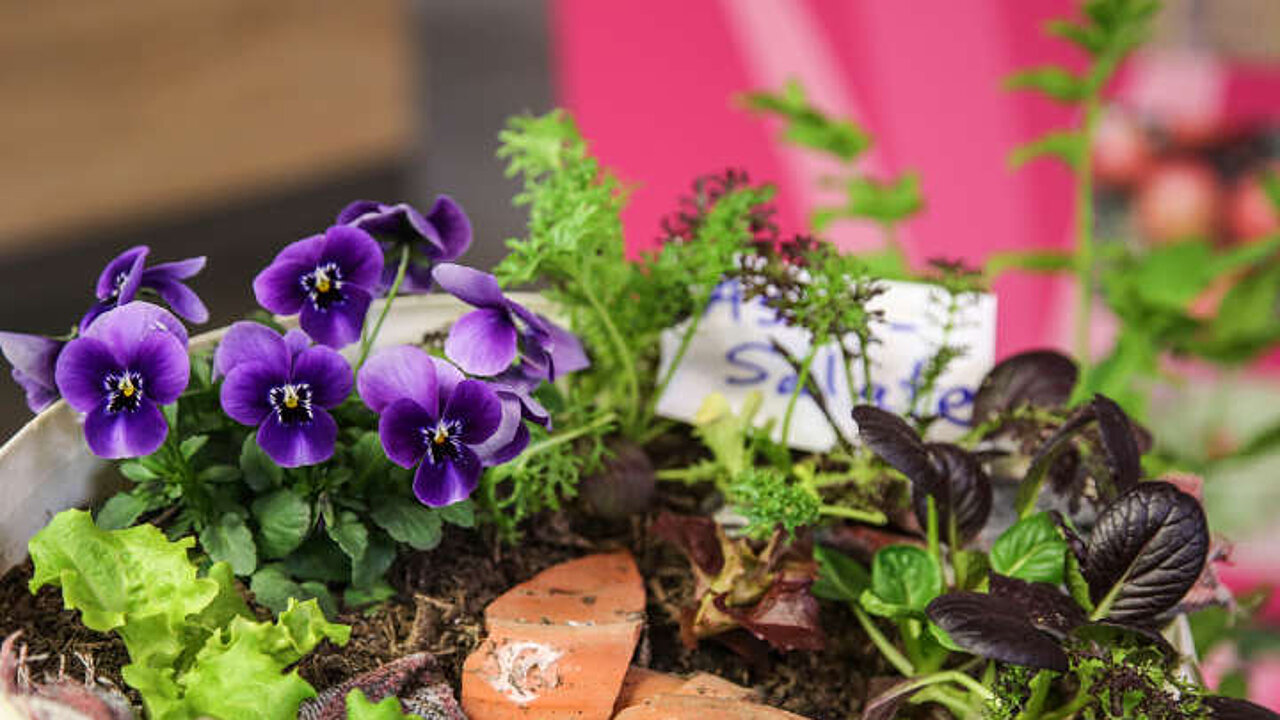 Urban Gardening