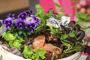 Urban Gardening