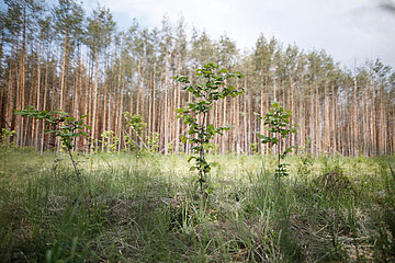 Image-13592