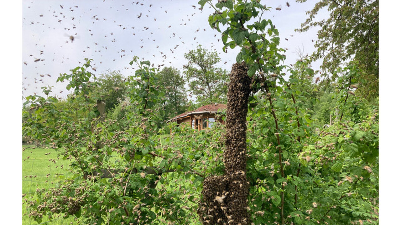 Der BienenRap