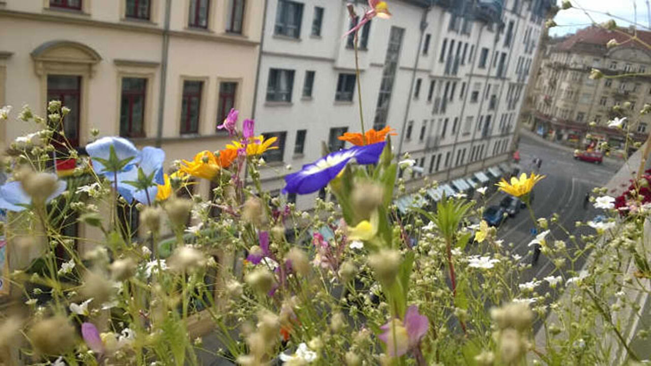 Artenvielfalt in der Stadt