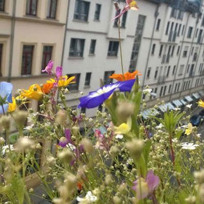 Artenvielfalt in der Stadt