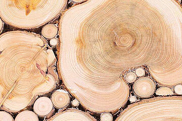 Holz