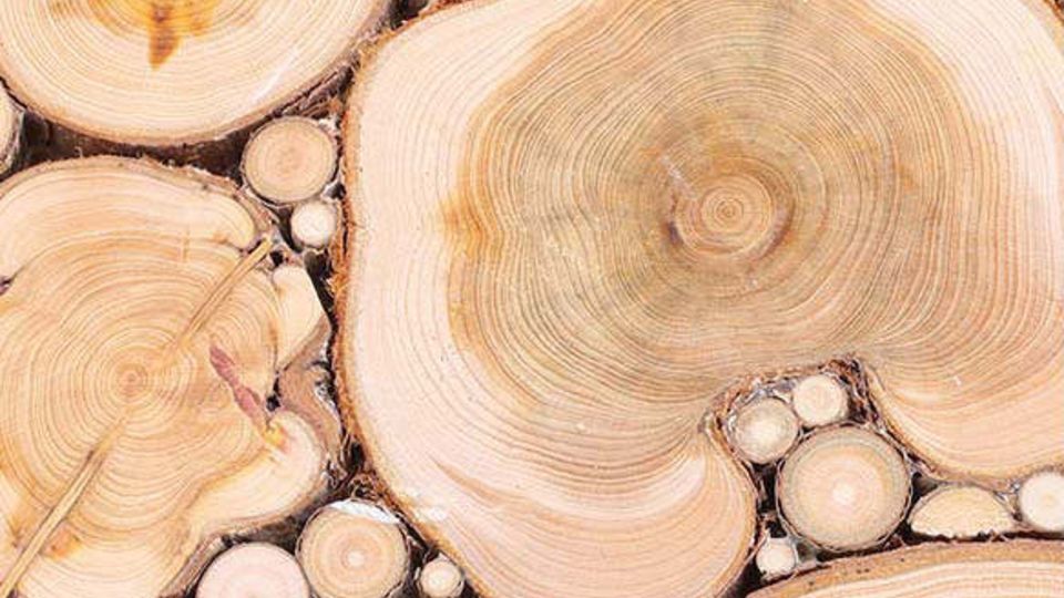 Holz