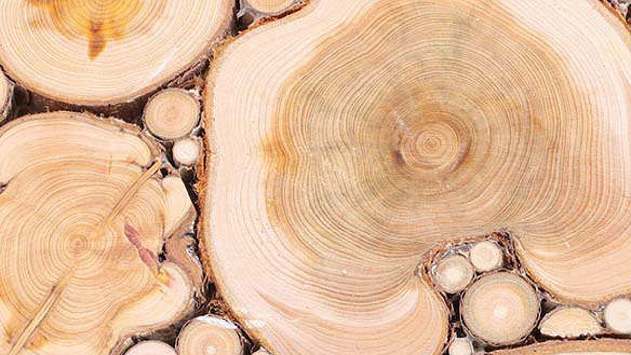 Holz