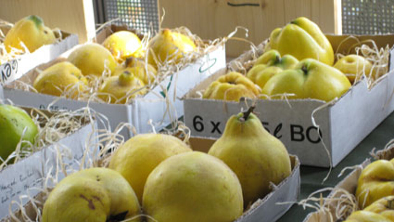 Seltene Obstsorten