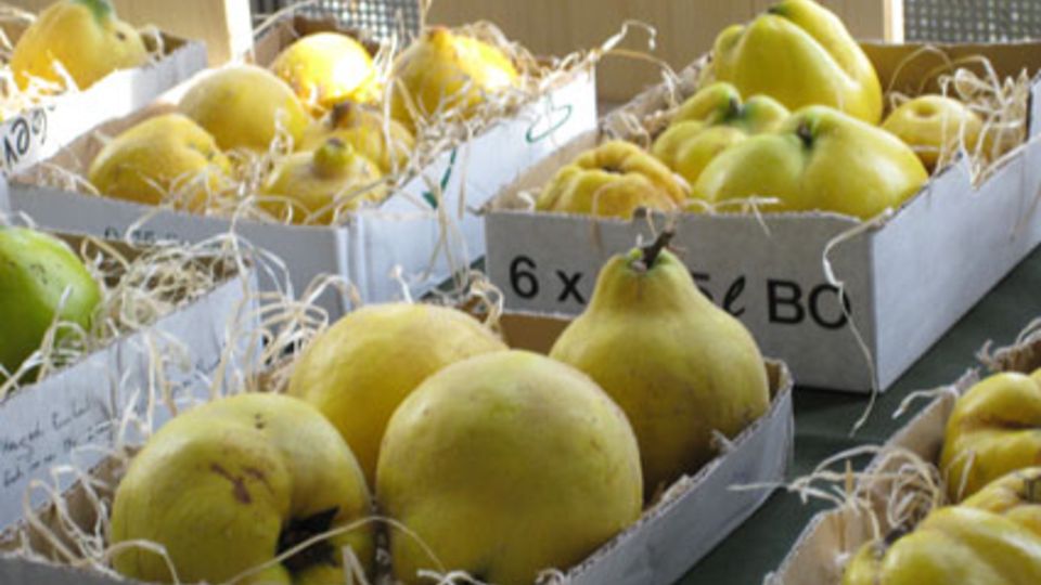Seltene Obstsorten