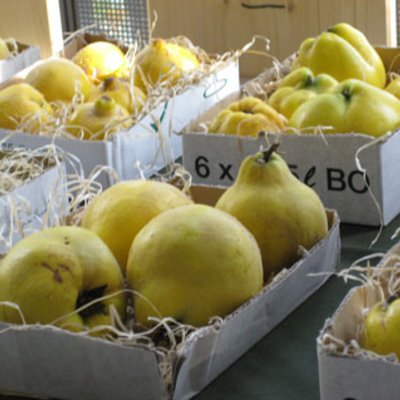 Seltene Obstsorten