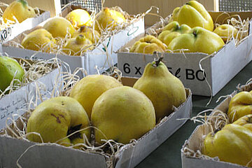 Seltene Obstsorten