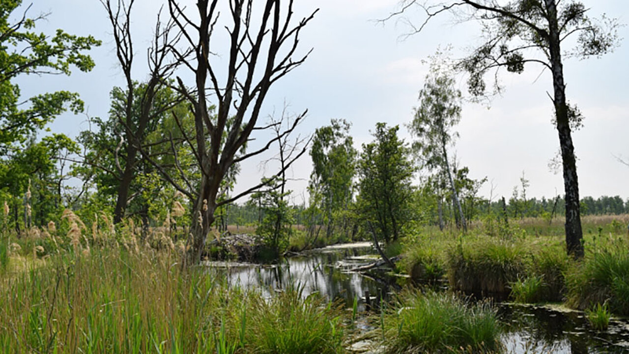Das Oderhaff