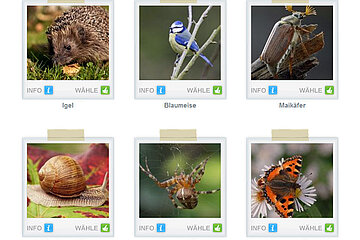 beliebteste Gartentier 2014