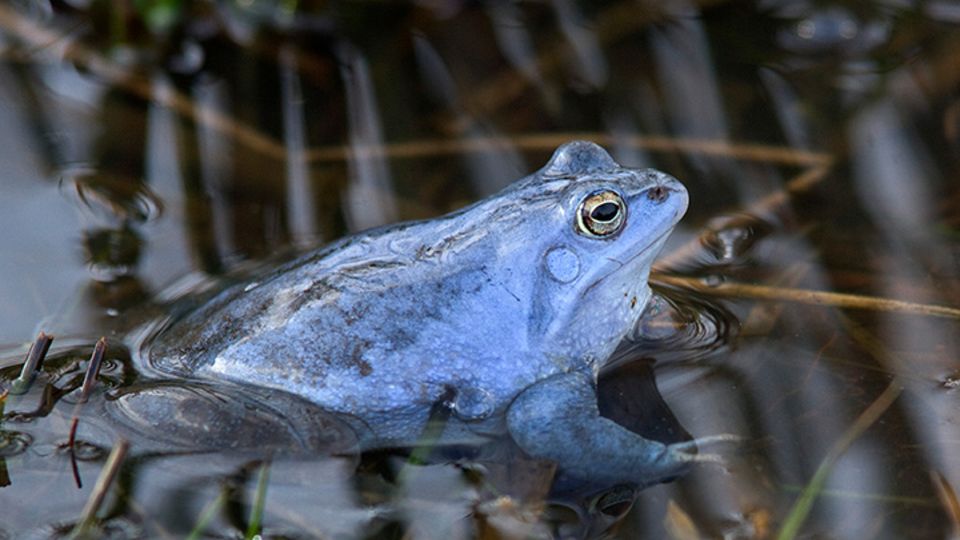 Moorfrosch