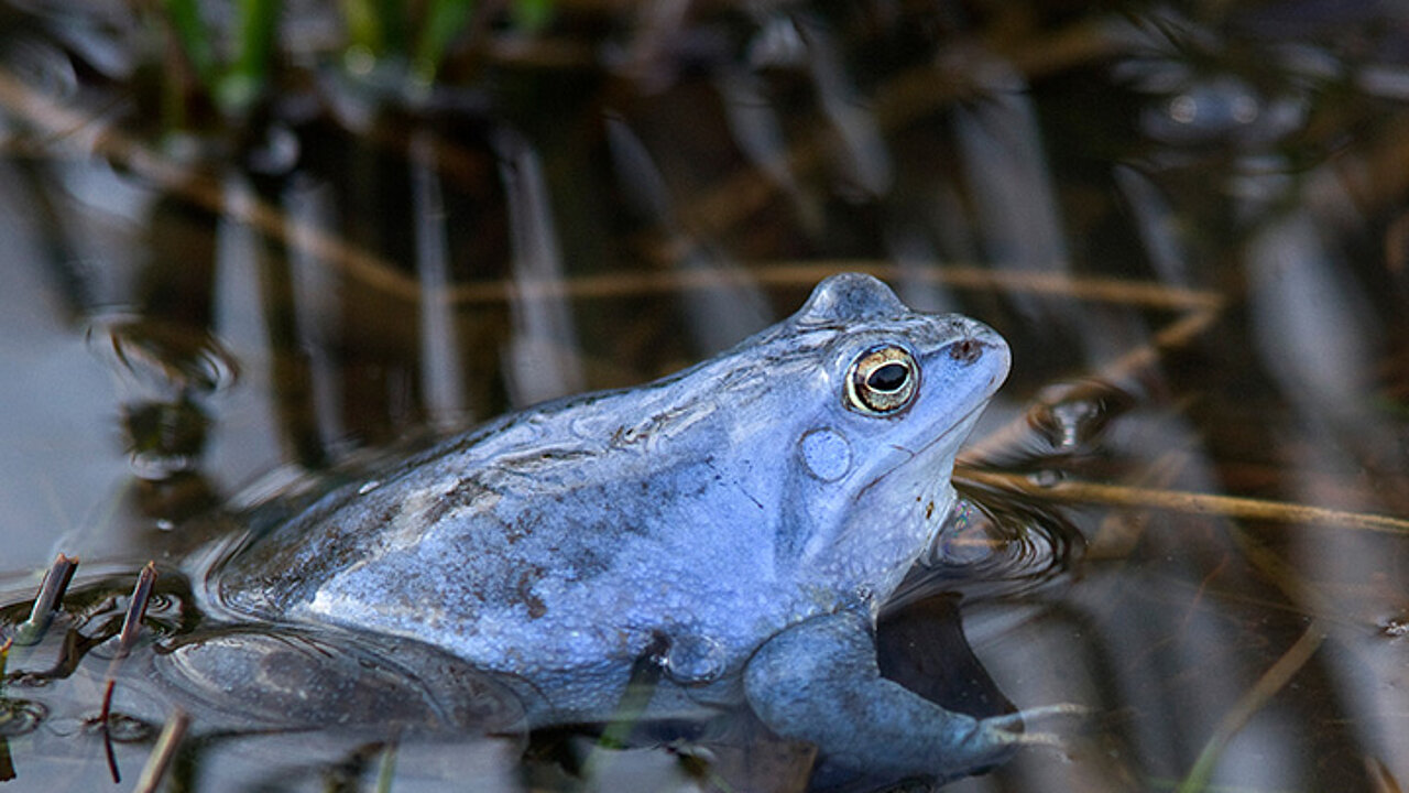 Moorfrosch