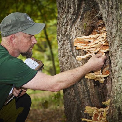 Verräterische Fruchtkörper