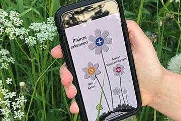 Pflanzenbestimmung per Smartphone