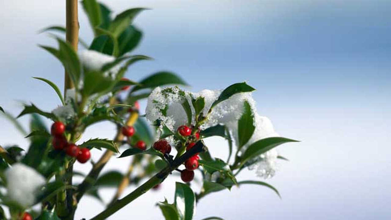 Natur-im-Garten