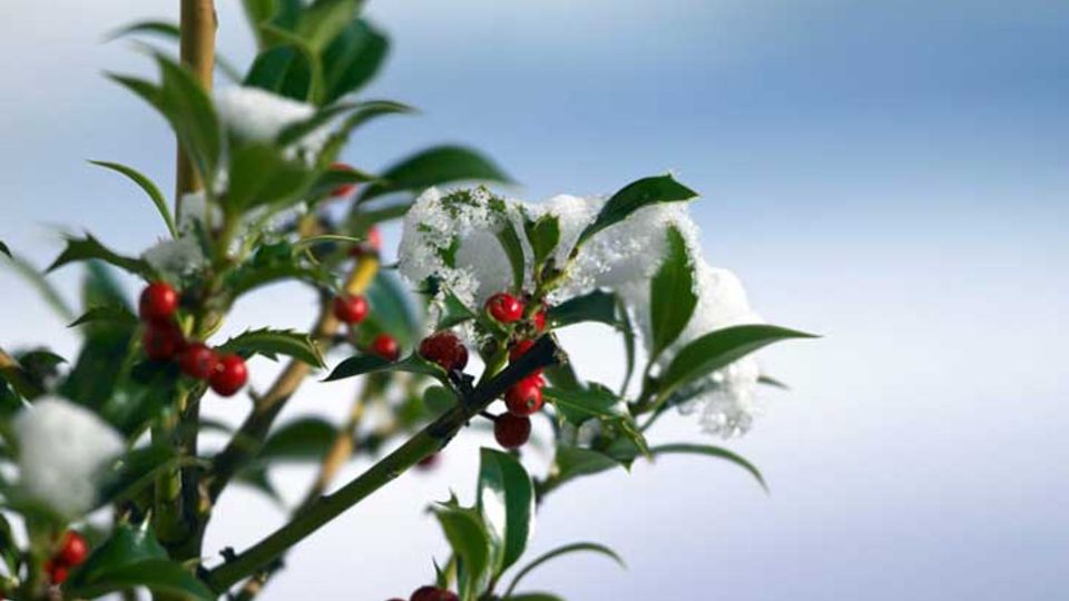 Natur-im-Garten