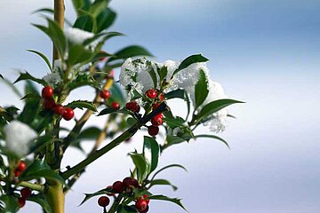 Natur-im-Garten