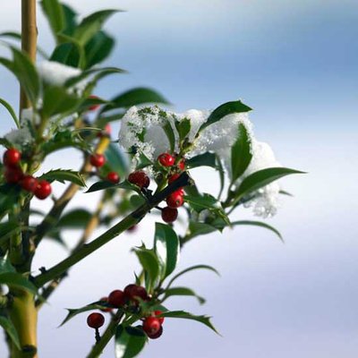 Natur-im-Garten