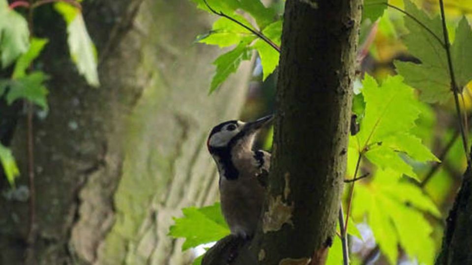 Habitate