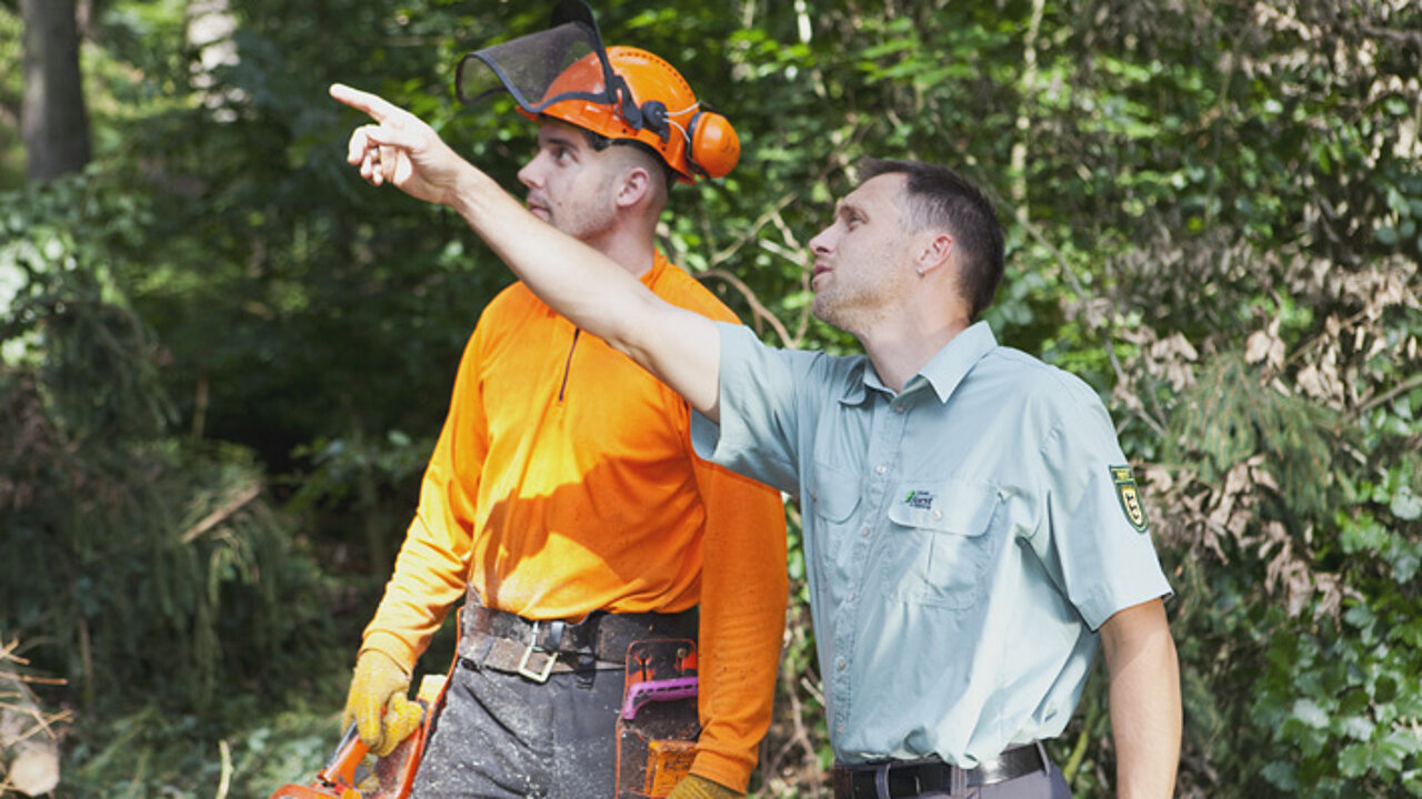Nachhaltige Waldbewirtschaftung