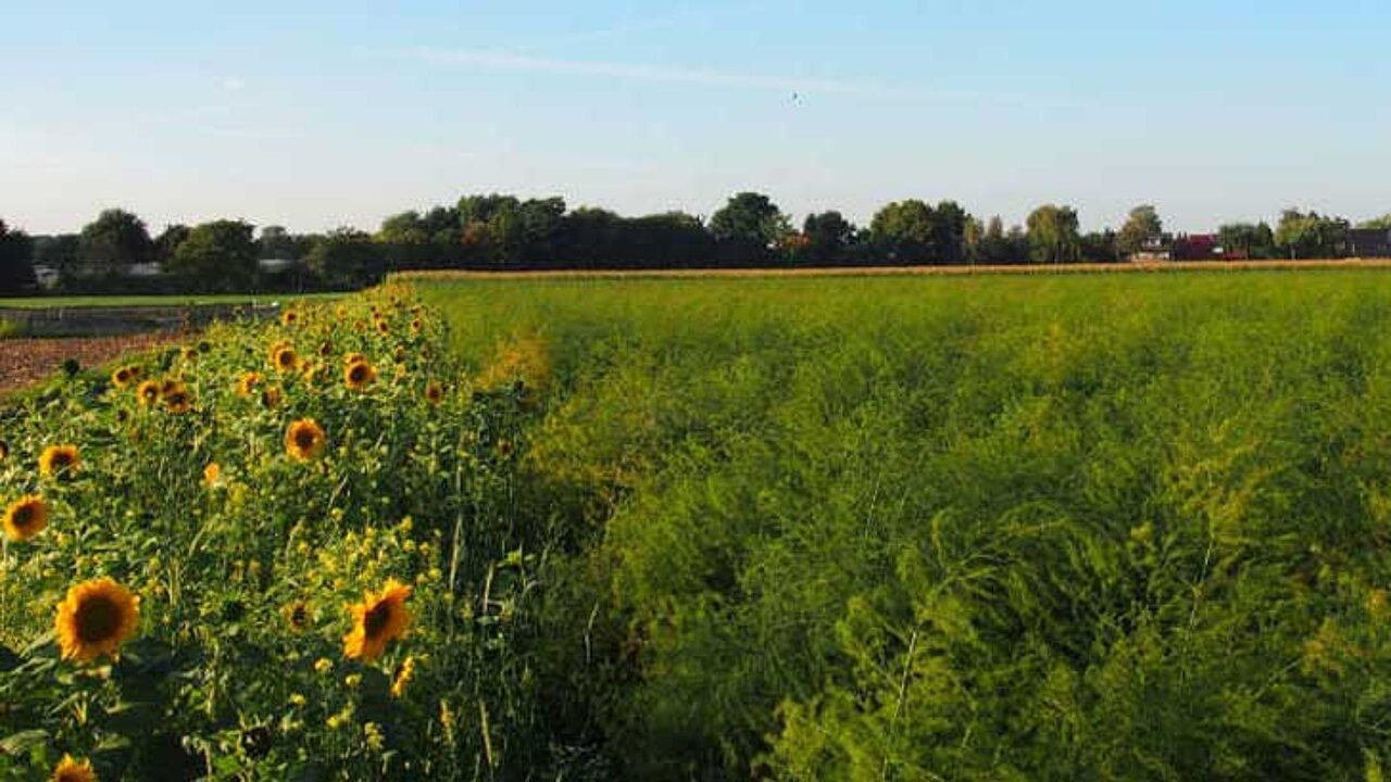 Blühstreifen neben den Spargelfeldern