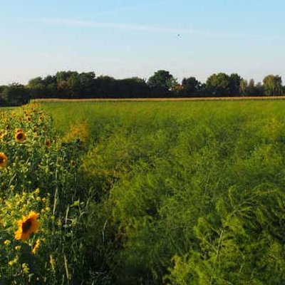 Blühstreifen neben den Spargelfeldern