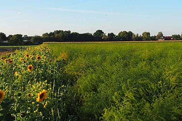 Blühstreifen neben den Spargelfeldern